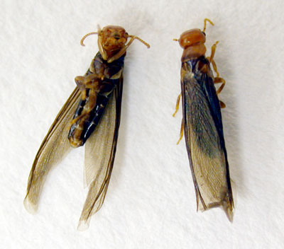 Drywood Termite Swarmers