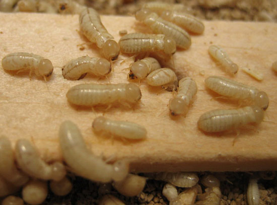 Drywood Termite Immatures<br/> (Image: University of Arizona – Entomology)