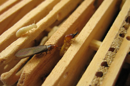 Drywood Termites (left to right): worker, reproductive (swarmer), soldier