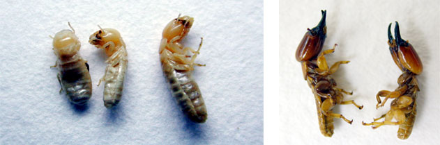 Drywood Termite Workers (Left) and Soldiers (Right)