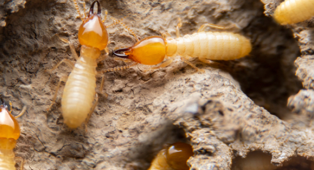 Subterranean Termite Mud Tubes <br/>(Image: Dr. Miller, Virginia Cooperative Extension)