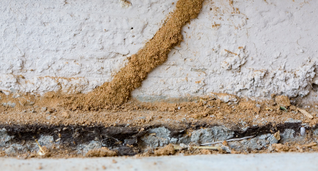 Subterranean Termite Mud Tubes