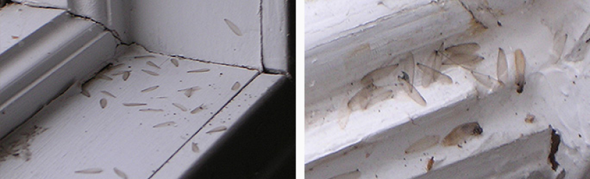 Subterranean Termite Wings on a Windowsill