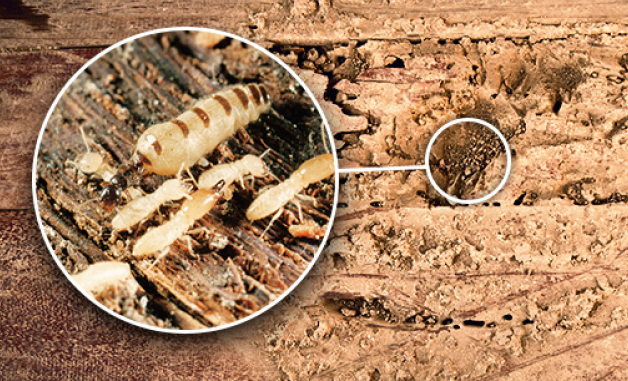 <b>TERMITES.</b> Whether it’s drywood or <b>Subterranean Termites,</b> the very word can strike fear into the heart of homeowners. 