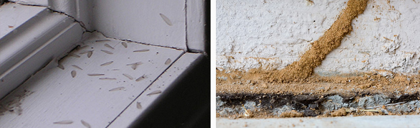 Termite Wings on Windowsill (left) & Subterranean Termite Mud Tunnels (right) (Image: NC State - Entomology Dept)