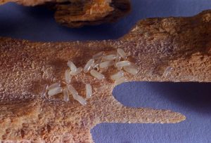 Egg mass of dampwood termites.