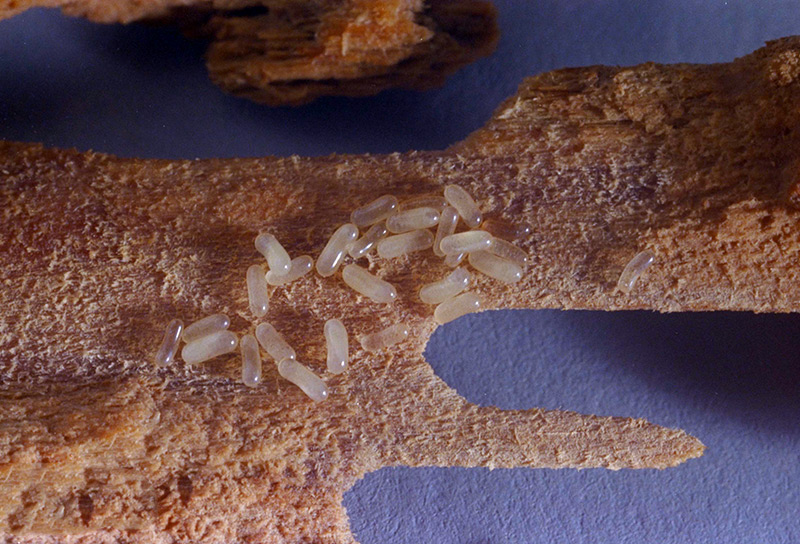 Closeup of termite eggs clustered together, showing how a queen produces and protects new termites deep within the colony