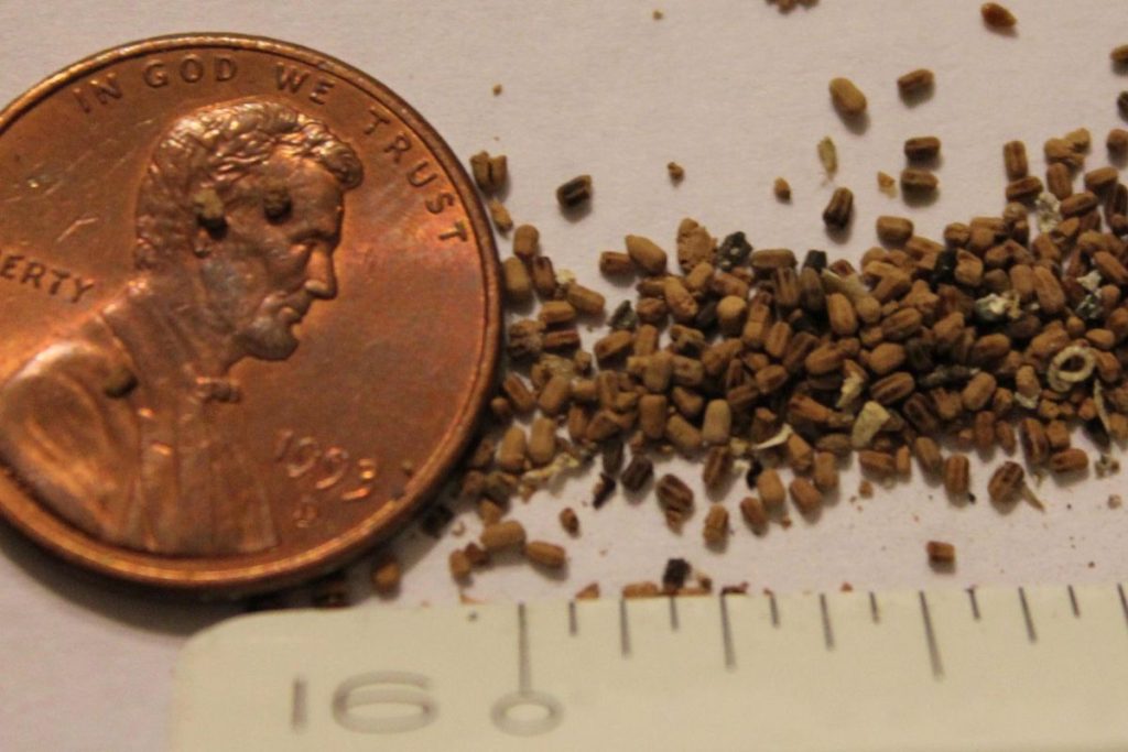 Dampwood termite frass pellets displayed beside a ruler and penny for scale, showing moist, irregular droppings typically found during an infestation.