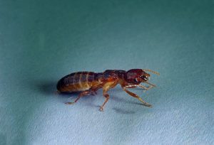 Developing dampwood termite nymph with visible wing buds, a transitional stage for swarmers.