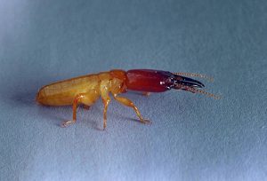 Pacific dampwood termite soldier with enlarged head and strong mandibles for colony defense.