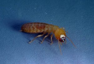 Pacific dampwood termite worker with pale, soft body