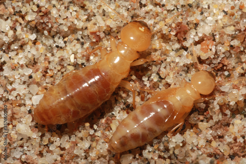 Dampwood termite workers, shown here in a close-up photo, thrive in water‑damaged or moisture‑rich wood. Their presence is a strong indicator of underlying moisture issues