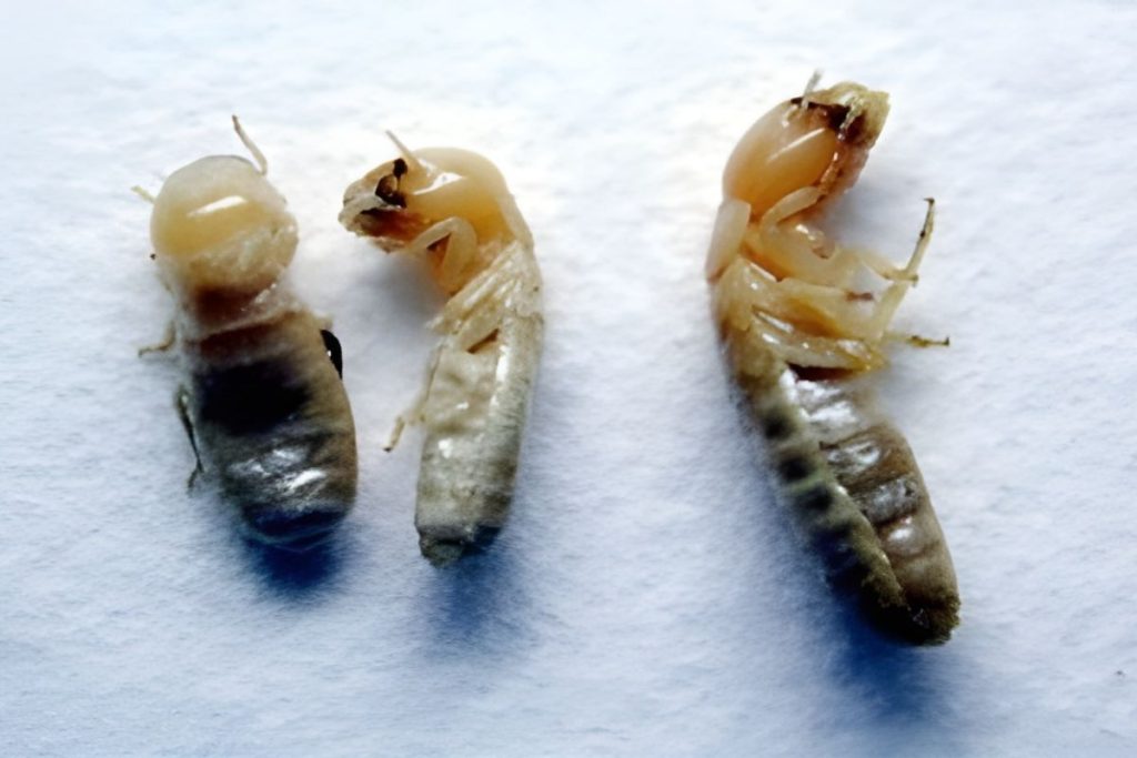 Close-up of worker termites with pale bodies and soft mandibles.