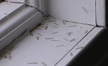 Subterranean Termite Wings on a Windowsill